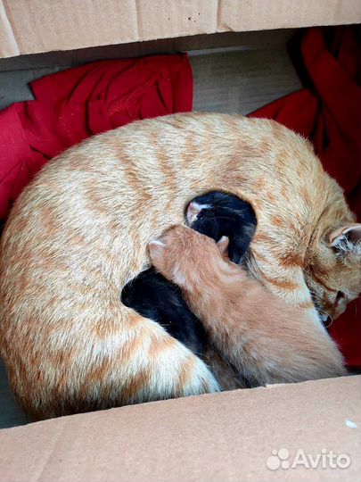 Кошка Ася ищет дом