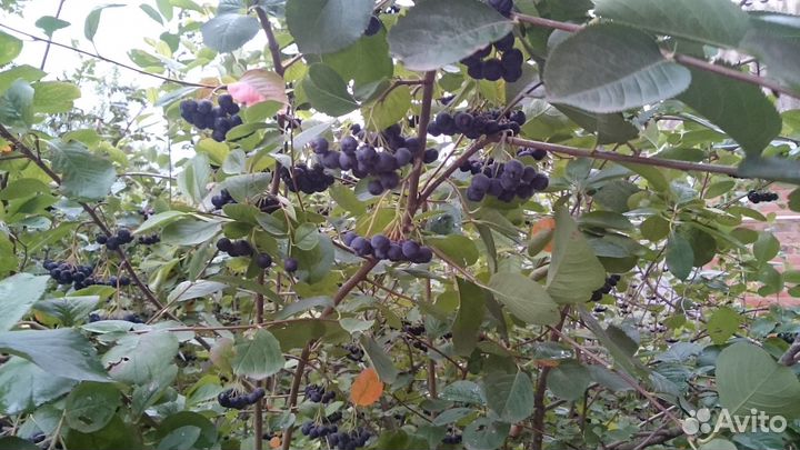 Растения для сада