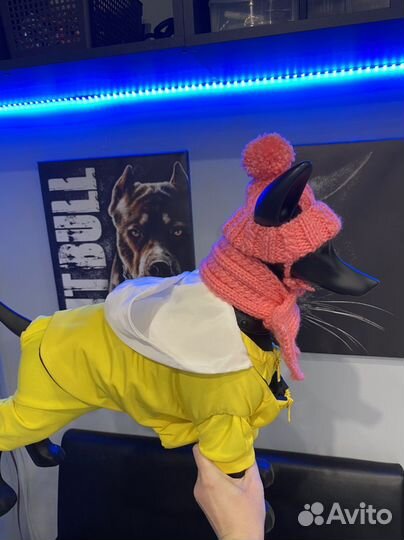 Шапки для собак