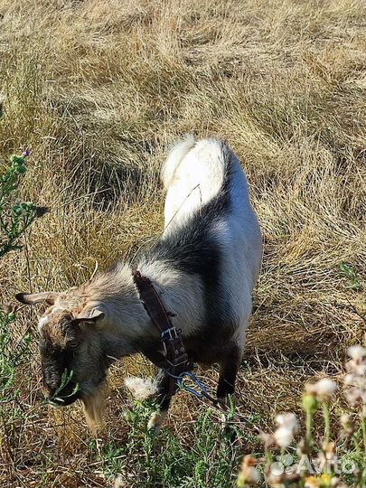 Козел, козлята