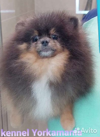 Шикарная маленькая девочка померанский шпиц