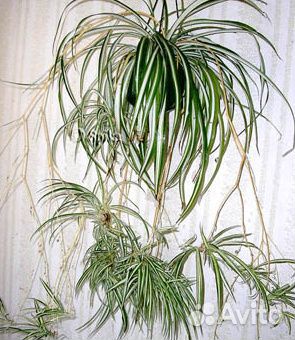 Хлорофитум