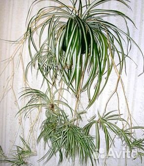 Хлорофитум