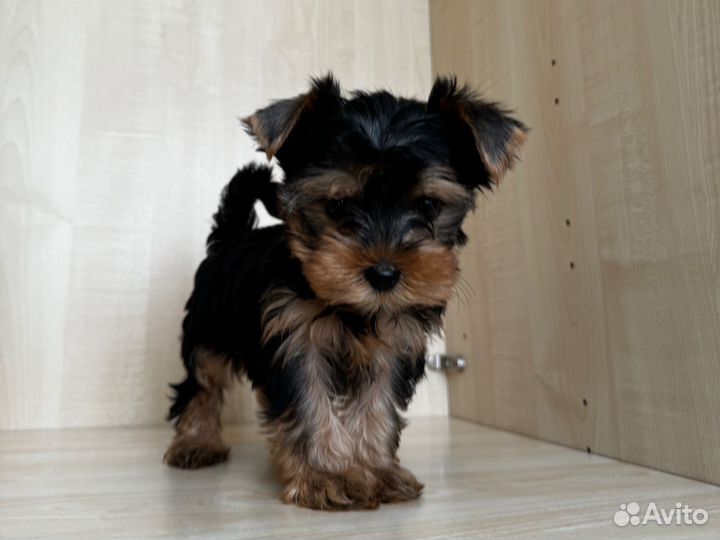 Йоркширский терьер