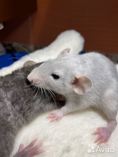 Крысята Рекс Серебристые Ушастые с клеткой и корм