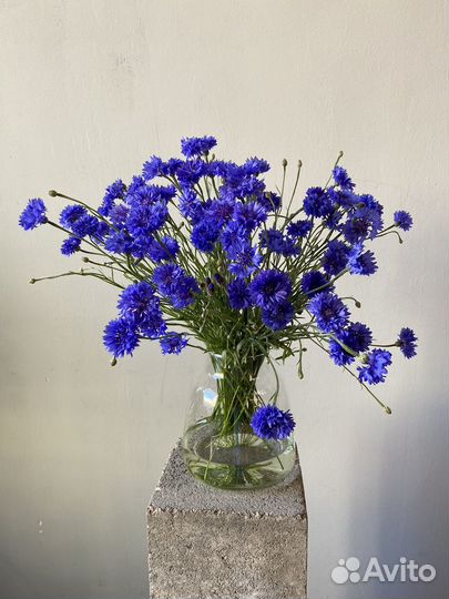 Васильки цветы букет