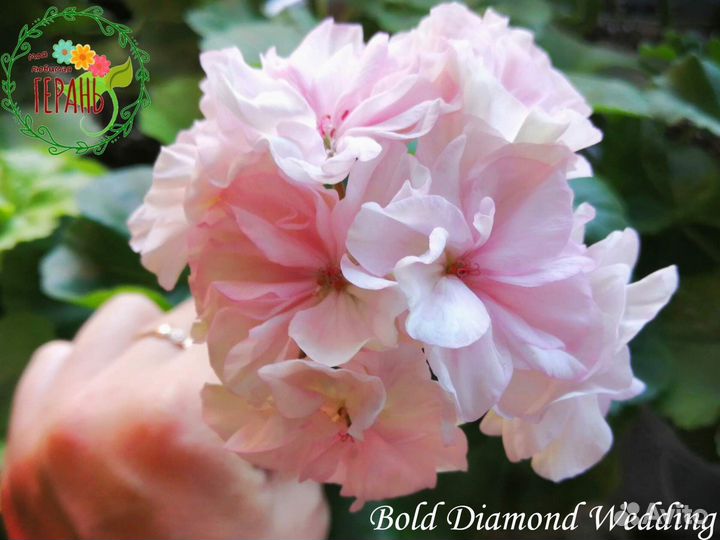 Пеларгония герань сортовая