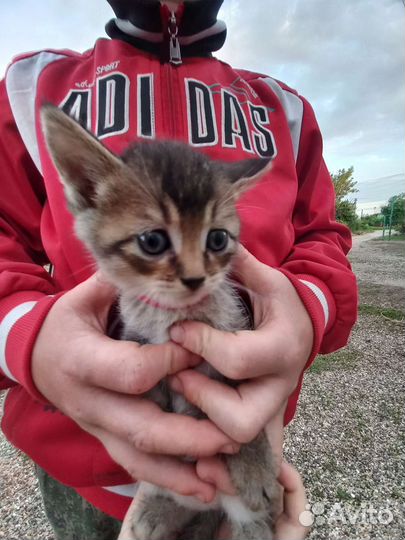 Британская кошка в дар