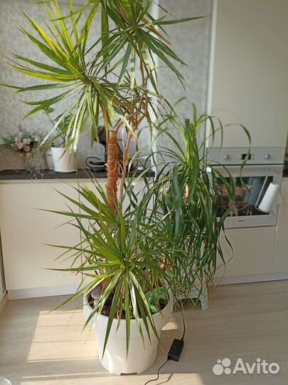Пальма драцена, композиция из 3 пальм