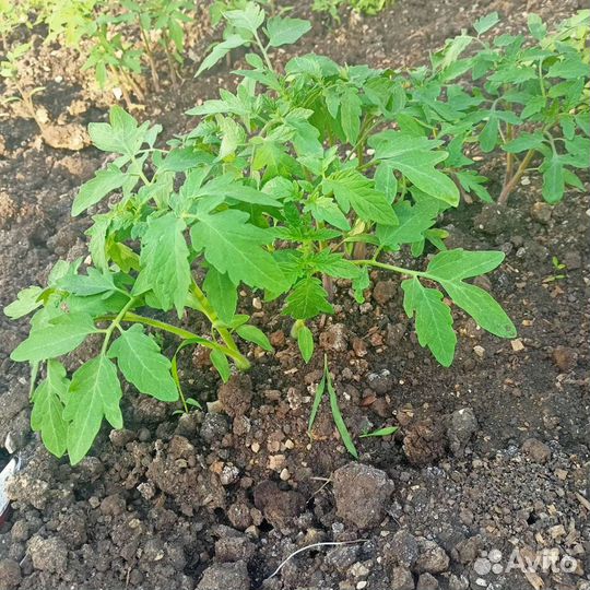 Рассада помидор, перец сладкий, баклажаны