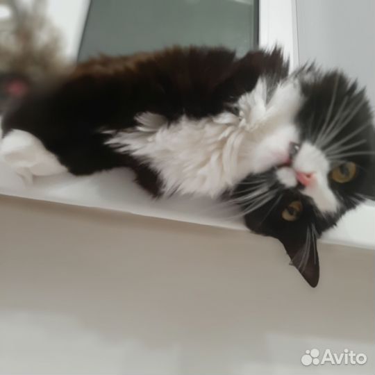 Отдаем котенка (девочку)