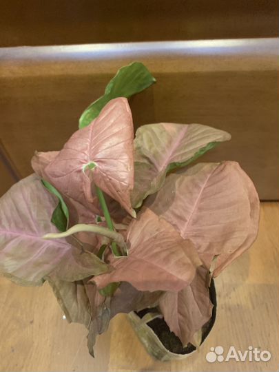 Сингониум неон