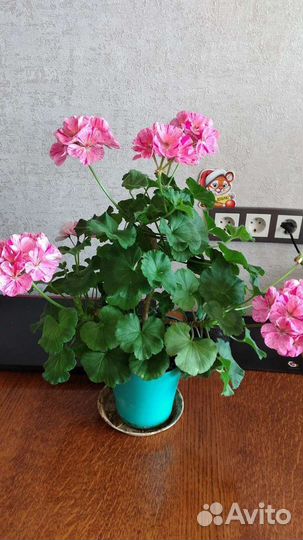 Герань пеларгония