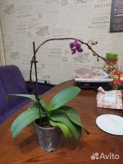 Орхидея фаленопсис