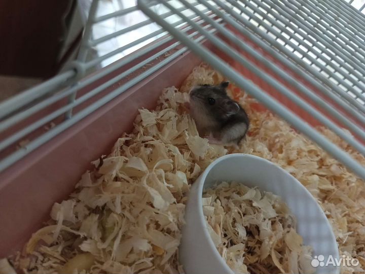 Хомяки джунгарики бесплатно остался один малыш)