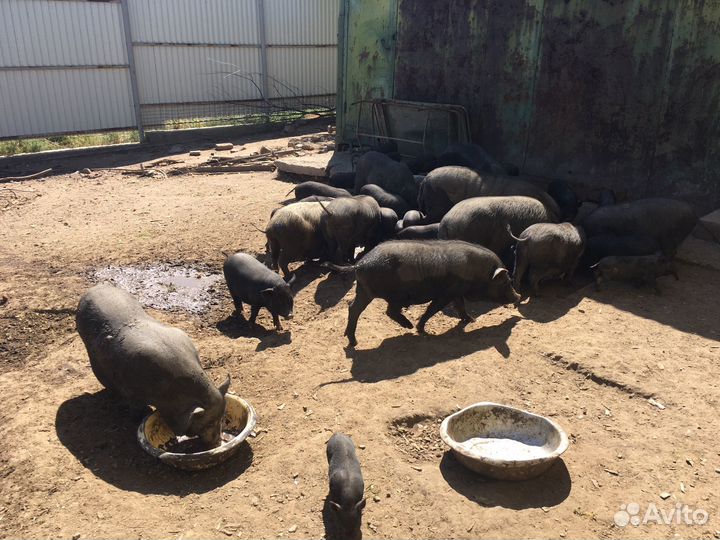 Вьетнамск вислобрюхий поросенок