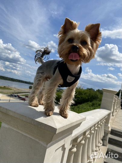 Йоркширский терьер вязка мальчик