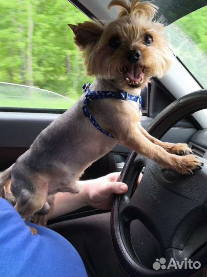 Йоркширский терьер