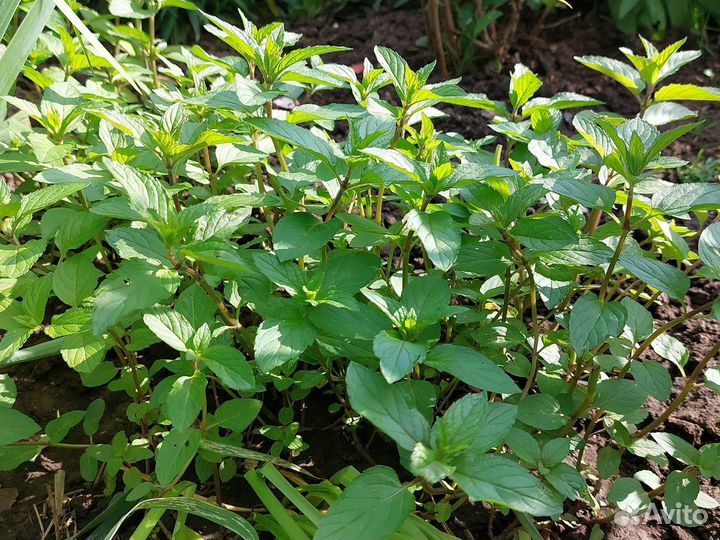 Мята перечная