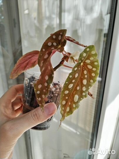 Бегония макулата