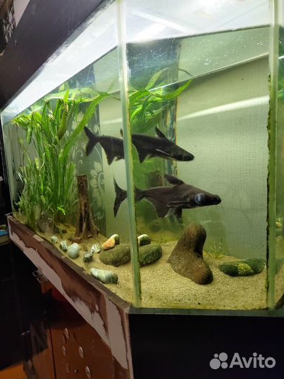 Продам аквариум с тумбой