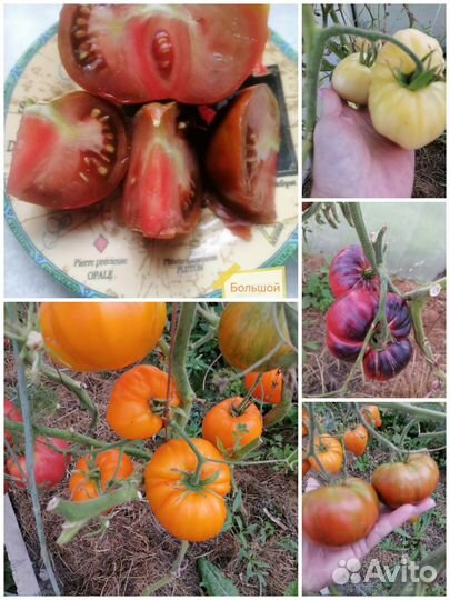 Семена томатов