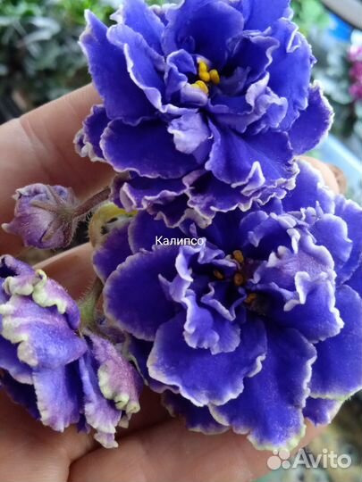 Сортовые фиалки листики