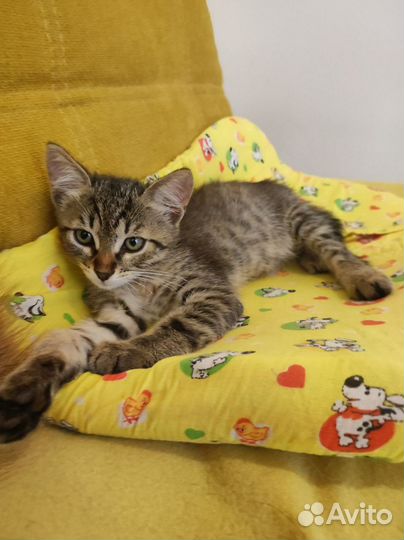 Котенок в добрые руки