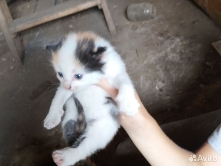 Кошка в дар