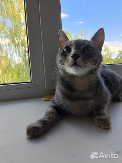 Кошка в добрые руки