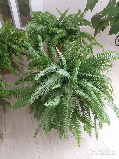 Папоротник