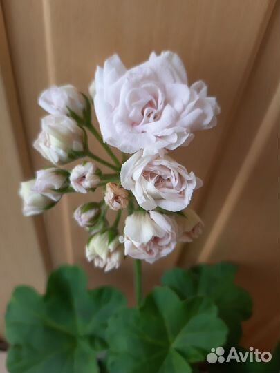 Пеларгония Леди Гертруда