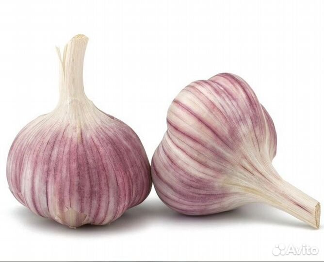 Чеснок на посадку
