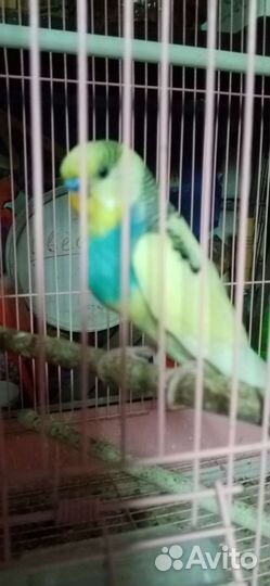 Волнистый попугай самец