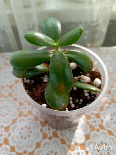 Комнатные растения