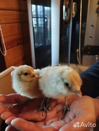 Цыплята амераукана