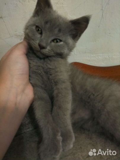 Британские котята