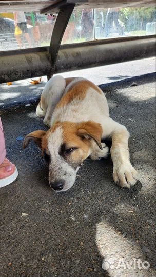 Спасите щенка