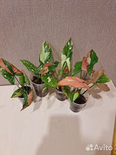 Сингониум ред спот триколор