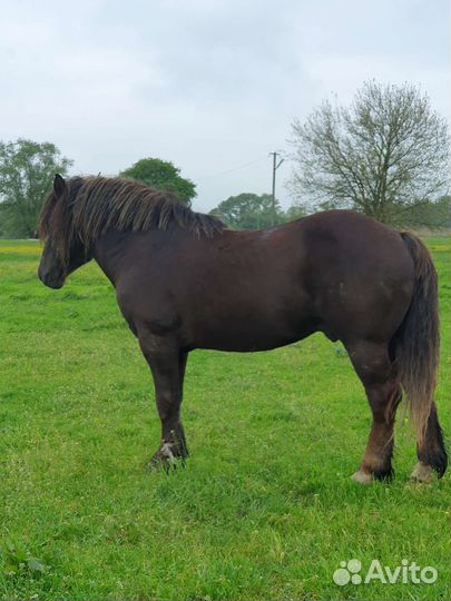 Лошади тяжеловозы