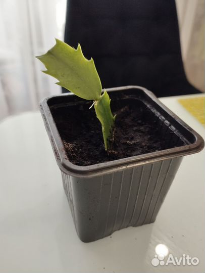 Комнатные цветы алоэ