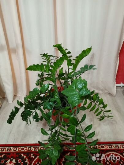 Домашние цветы в горшках