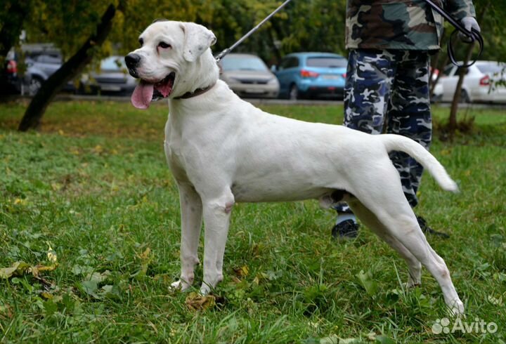 Спаси Орфея