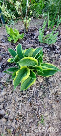 Хоста с желтым краем большой куст