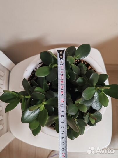 Крассула толстянка