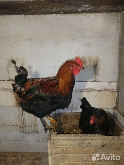 Петухи