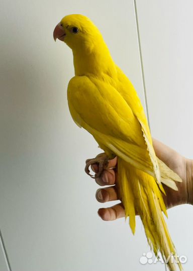 Ожереловый попугай птенцы выкормыши