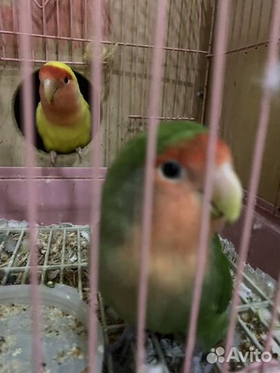 Попугаи неразлучники корелла