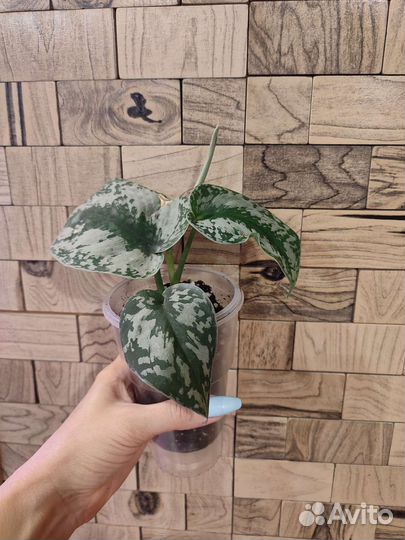 Сциндапсус пиктус треби