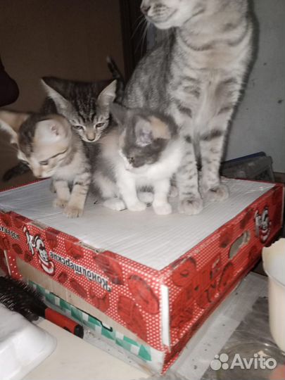 Котята в добрые руки даром